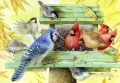 Papageien Sonnenblumenkerne Vögel essen